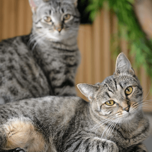 Cat Products