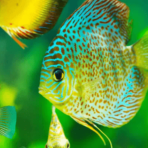 Fish Feed