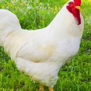 Livestock Products