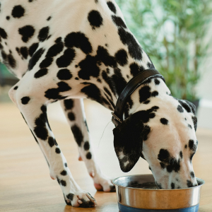 Dog Food