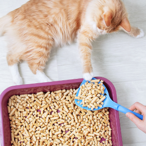 Cat Litter Type